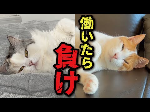 働きたくない働きたくない働きたくない働きたくない働きたくないっっっっっっ！！！！！！！！【関西弁でしゃべる猫】【猫アテレコ】