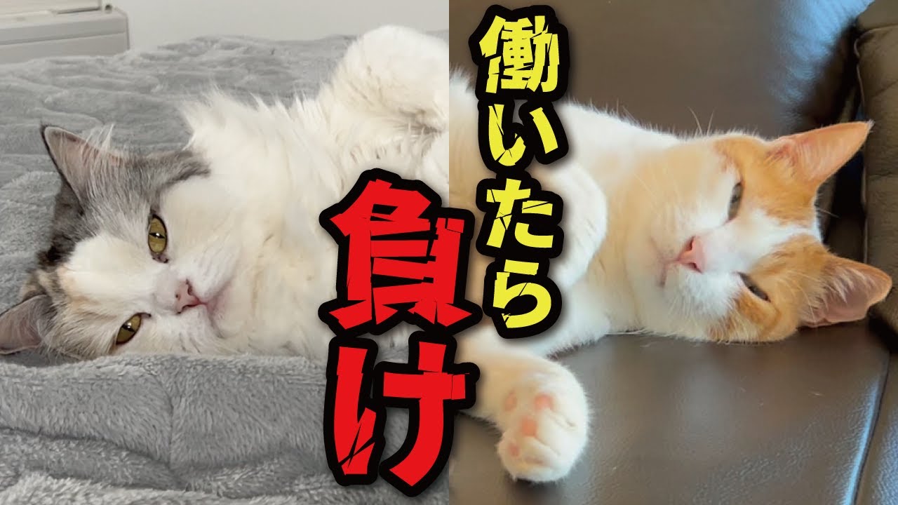 働きたくない働きたくない働きたくない働きたくない働きたくないっっっっっっ！！！！！！！！【関西弁でしゃべる猫】【猫アテレコ】