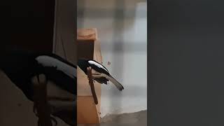 Kacer Jantan merayu betina dekat glodok