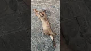 Lagi Selonjoran Coco imut cute funny kitten