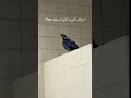 I never expected to see a Crow do a flip.. and land.. #fypviral #viral #funny #memes