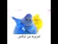 المربربة من تركص ههههه