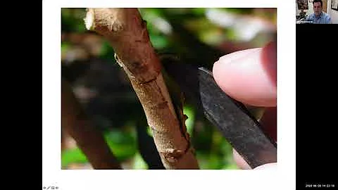 Tropical Fruit Tuesdays: Propagation by Air-layering
