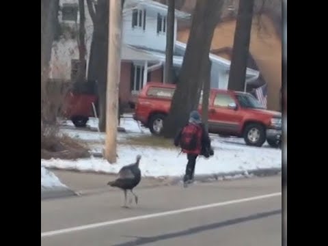 'Fowl' Scene: Turkey Chases Kid