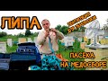 ЛИПА - основной взяток! | Пасека на медосборе | Вентиляция для перевозки!