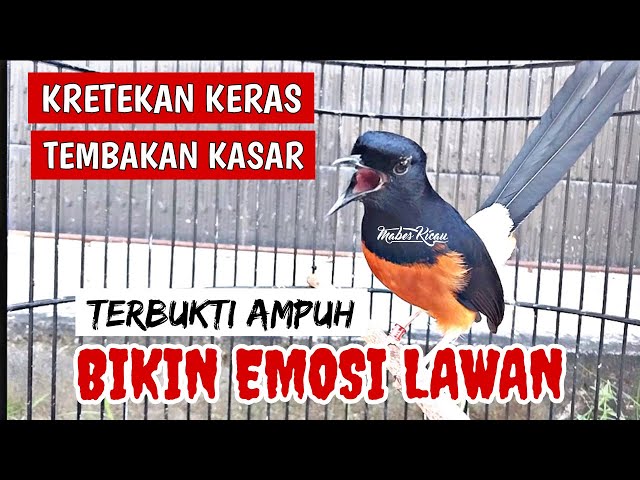 PANCINGAN MURAI BATU GACOR EMOSI‼️ SEKALI PUTAR MURAI BATU APAPUN LANGSUNG NYAUT class=