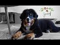 Bernese Mountain Dog Being Cute and Goofy