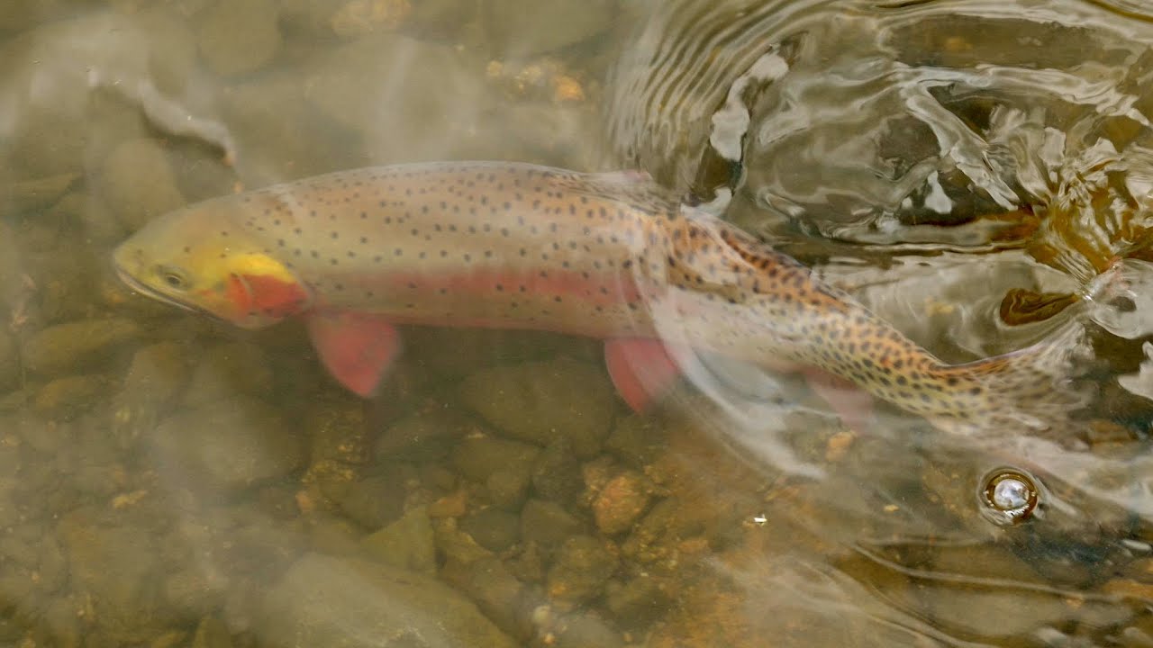 Hiking the High Country in Search of Giant Cutthroat Trout (Fly Fishing Colorado)