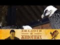 Новосибирский зоопарк. 8-я серия // Диалоги о животных  @Телеканал Культура