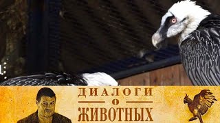 Новосибирский зоопарк. 8-я серия // Диалоги о животных  @SMOTRIM_KULTURA
