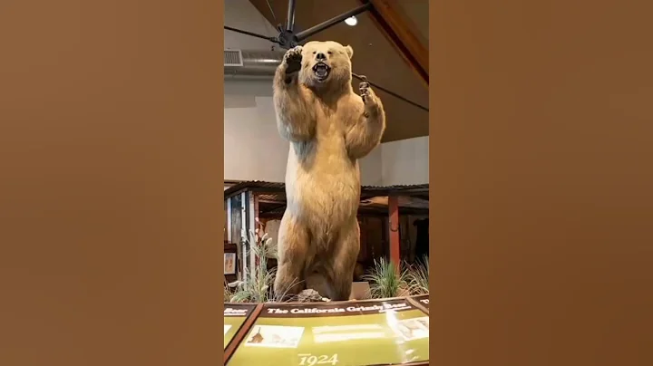 This Is The Largest Grizzly Bear In The World