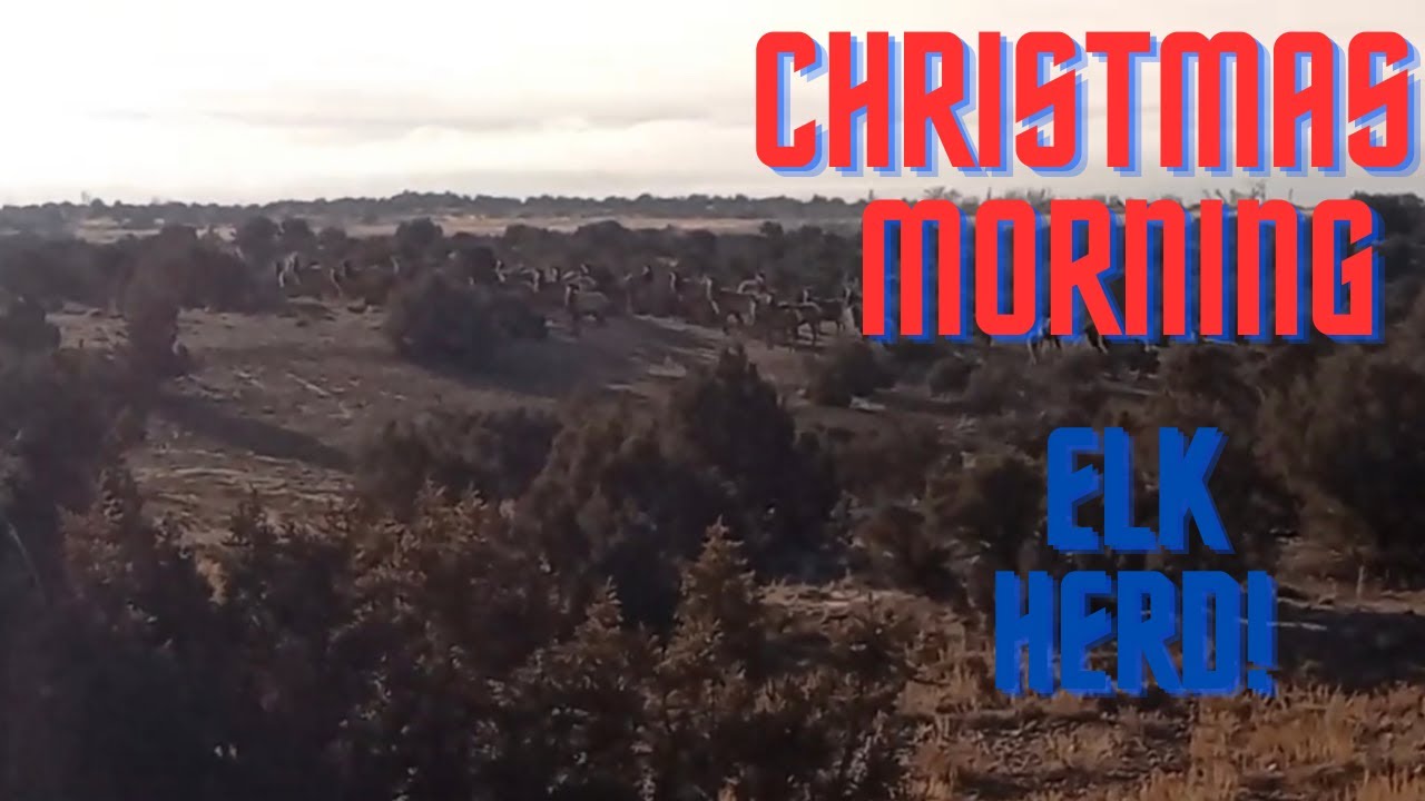 Christmas Elk Herd | Life In The Outdoors | Beauty | Off Grid Living