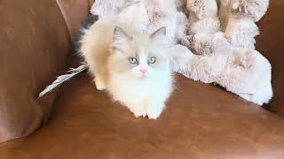 Here my motor go! Sweet RagaMuffin Girl by Velvet RagaMuffin Kittens 431 views 3 months ago 1 minute, 39 seconds