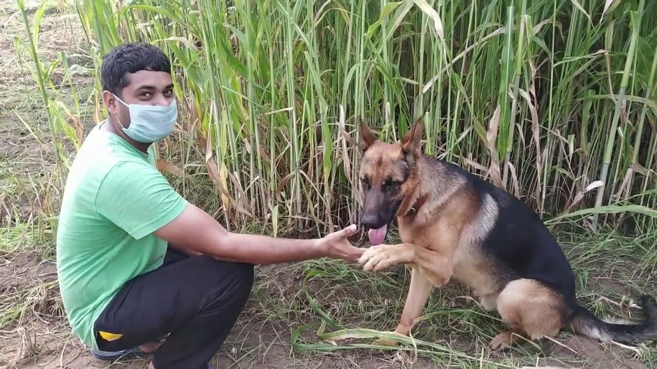 Bruno's training by soldier I Dog Training Video I Teach Stay and Sit command to German Shepherd