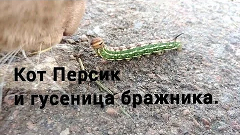 Прикол с  котом и гусеницей. Бражник сосновый.