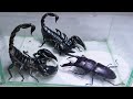 Black Titan Bug And 2 Giant Scorpions Go Find The King Of Insects 