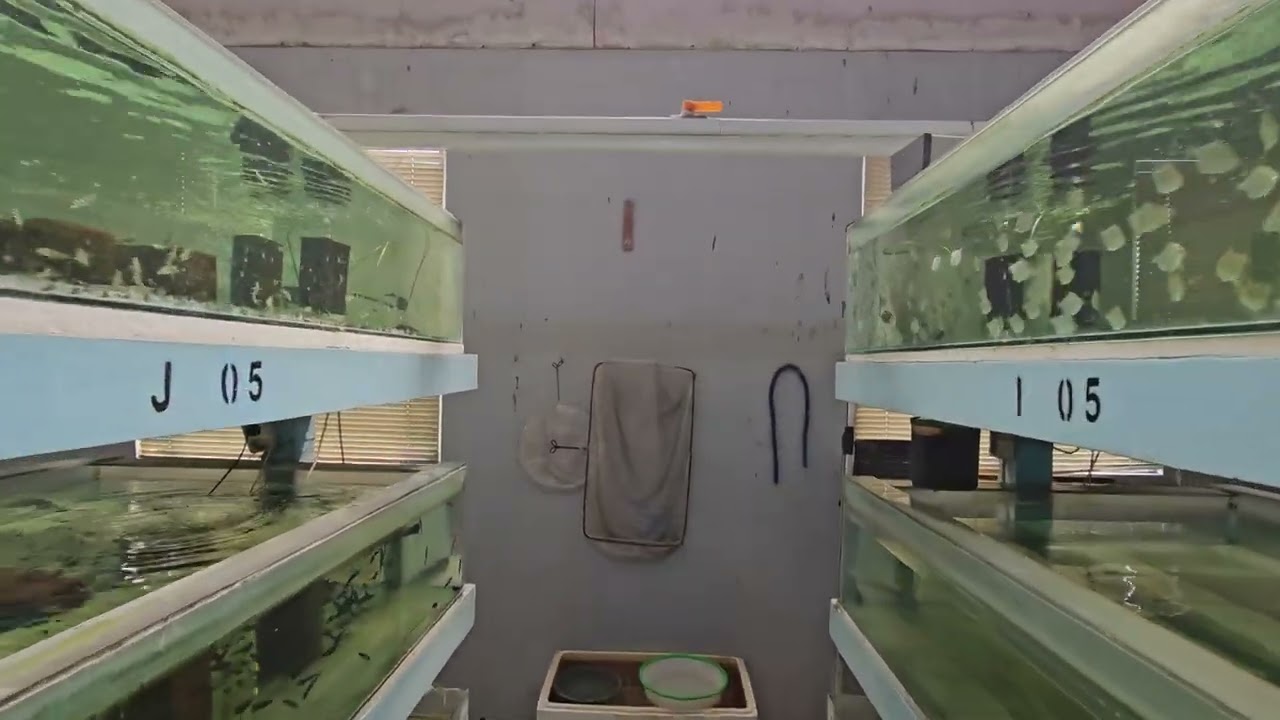 زيارة أحد المزارع الخاصة بتفريخ وإنتاج الأسماك في إندونيسيا | Fish Farm |