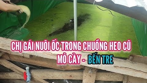 Tận dụng chuồng heo cũ bỏ không để nuôi ốc, thả ốc cho chị gái ở Mỏ Cày- Bến Tre