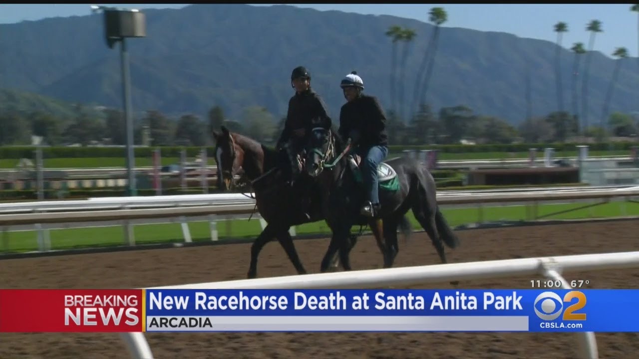 Horse Dies While At Santa Anita Racetrack, Marks 22nd Death Of The Season YouTube