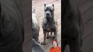 Cane Corso Dog Family Play Day #shorts #dog #pets