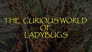 Lady Bug Aggregation by FarPointImages 42 views 2 years ago 1 minute, 52 seconds