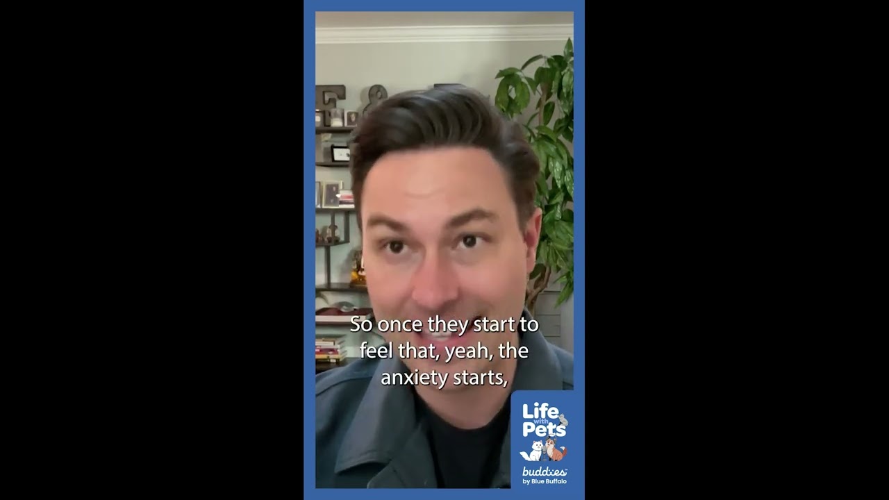 Calmer Greetings Can Calm Anxiety in Dogs