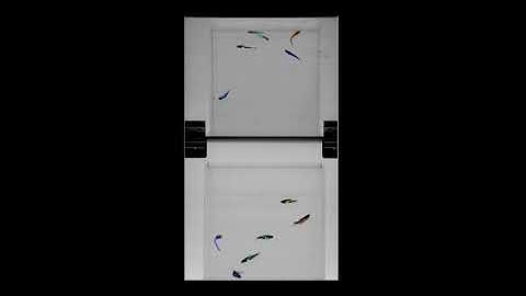 3D swimming tracking of multiple zebrafish (10 x fast speed)