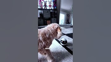 Ebo SE Robot  #ebo #Enabot #robot #petmonitoring #futureoftech #companion #ad