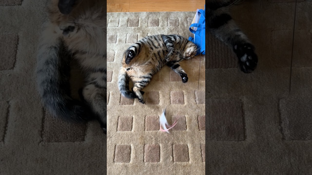 ネコジャラシVS猫トラジ #猫 #cat #猫のいる暮らし