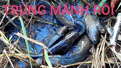 BẮT CÁ CẠN ĐƯỜNG NƯỚC RUỘNG KHI LÚA CHÍN KHAI NƯỚC CẠN | NHÁI MIỀN TÂY