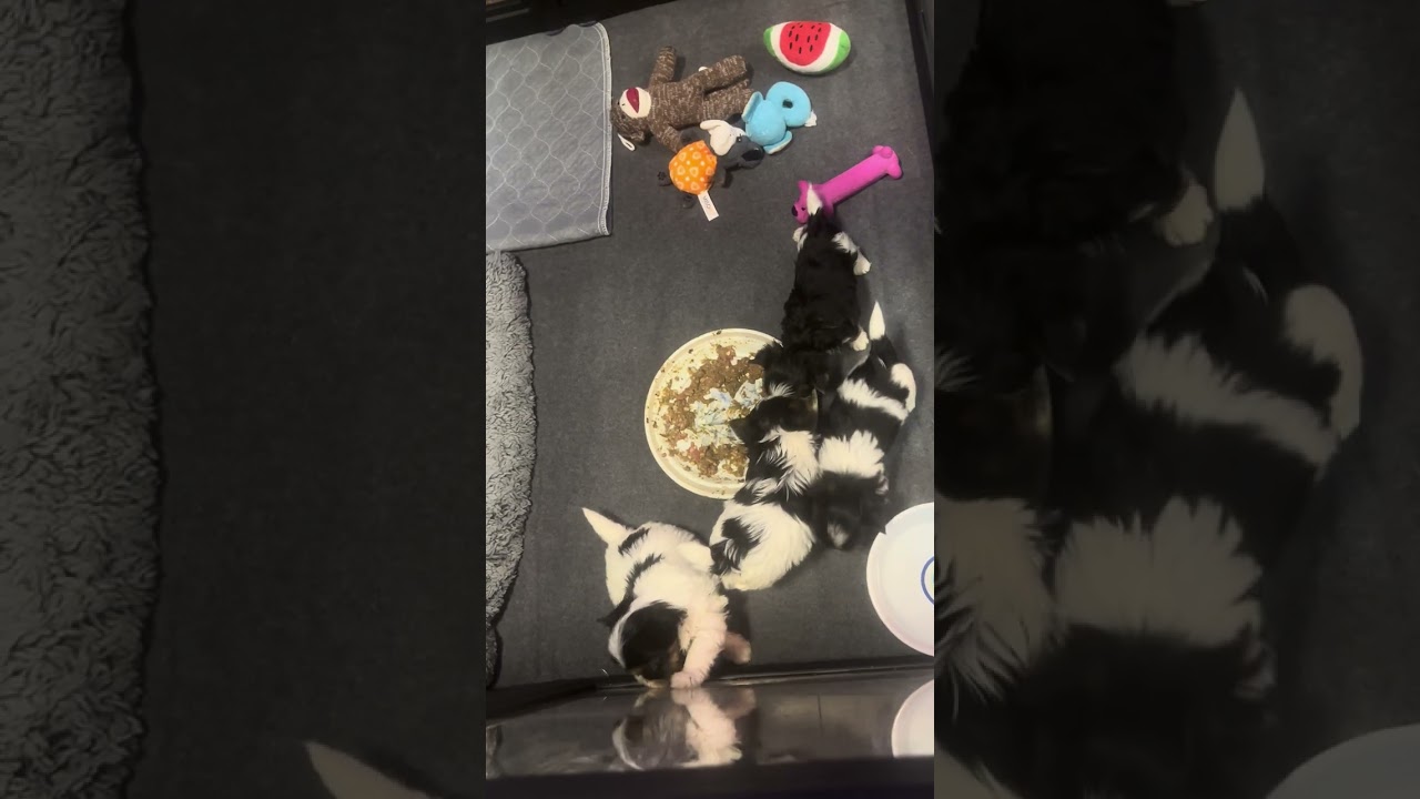 AKC Biewer Terriers … Michael, Gabriel, Gabriela and Rafaela … born 11/27/2025