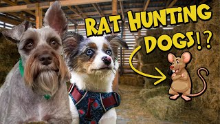 Barn Hunt | Dog Training by Lost Down Yonder 1,452 views 10 months ago 10 minutes, 6 seconds