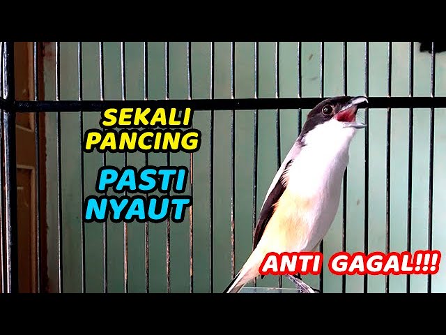 MASTERAN CENDET GACOR 100% AMPUH UNTUK PANCINGAN CENDET MANAPUN AUTO NYAUT BUNYI EMOSI FULL ISIAN class=