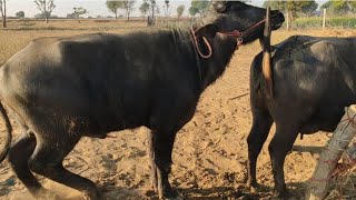 2 दूसरी बार मिलवाया भैंस को पाड़ा |Second Time Buffalo Pada Mating | Milk Donon Time 12 Litre Bhains