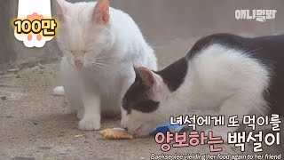 Extremely kind cat Baekseolee (feat. Stray cats)