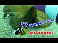 The daily work of fishermen catching seafood from the ocean floor |Aqua Quest #diving #dive #shorts