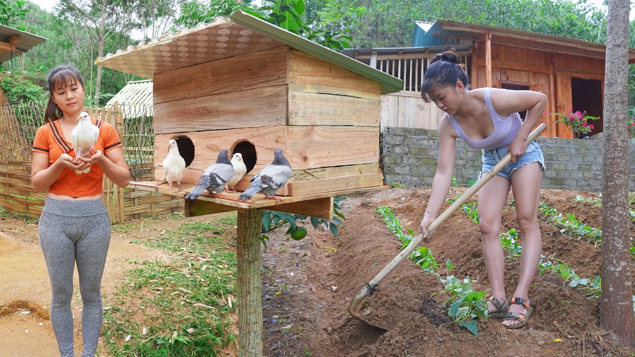 CEO Girl Left the City for the Forest -- Grow Sweet Potatoes, Fishing&Cooking - Raising Pigeons