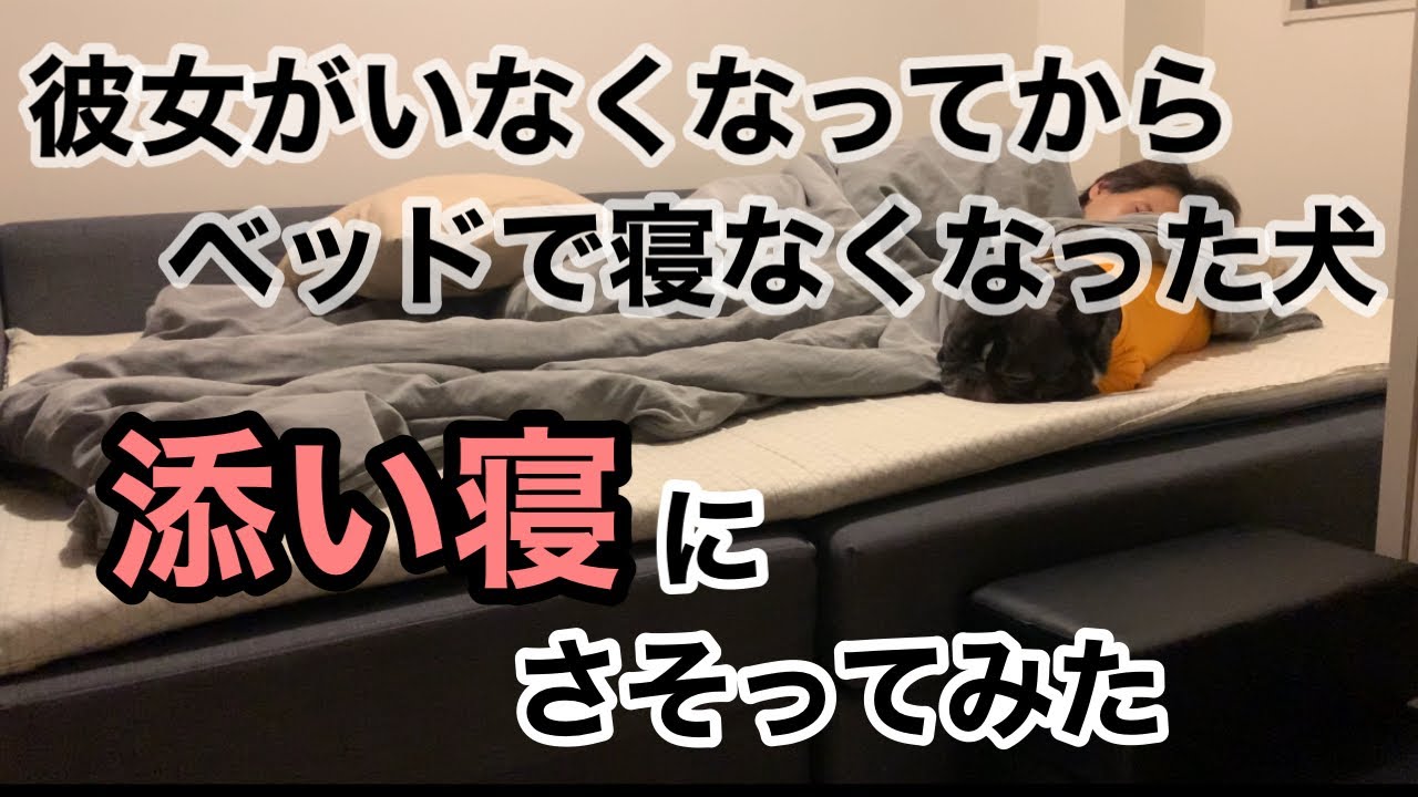 同棲解消後の犬って何を感じてるの Youtube