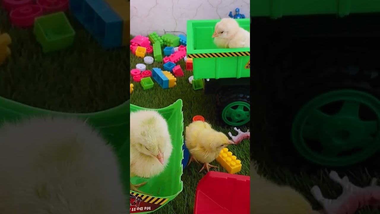 🐥 🐥 🐔 chicks play with toys...