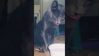 #Shorts how a cat drinking a water amazing video 