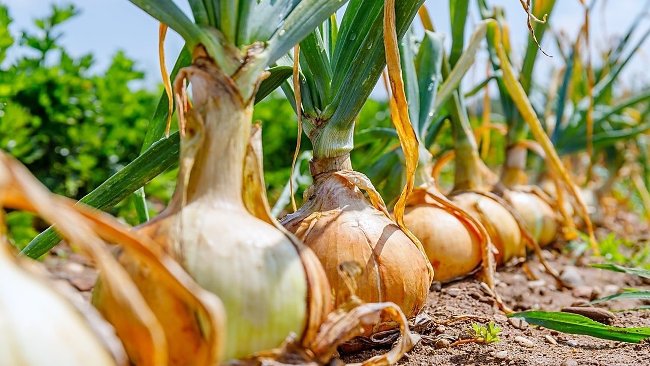 20 CULTIVOS que son RESISTENTES a las BAJAS TEMPERATURAS