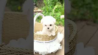 Adorable Moments of Miniature Poodle Puppy! #KoreanStylePoodle #MiniaturePoodle...