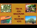 TIBA ZA ASILI MAGONJWA YOTE YA NGURUWE TIBA ZA ASILI MAGONJWA YOTE YA NGURUWE