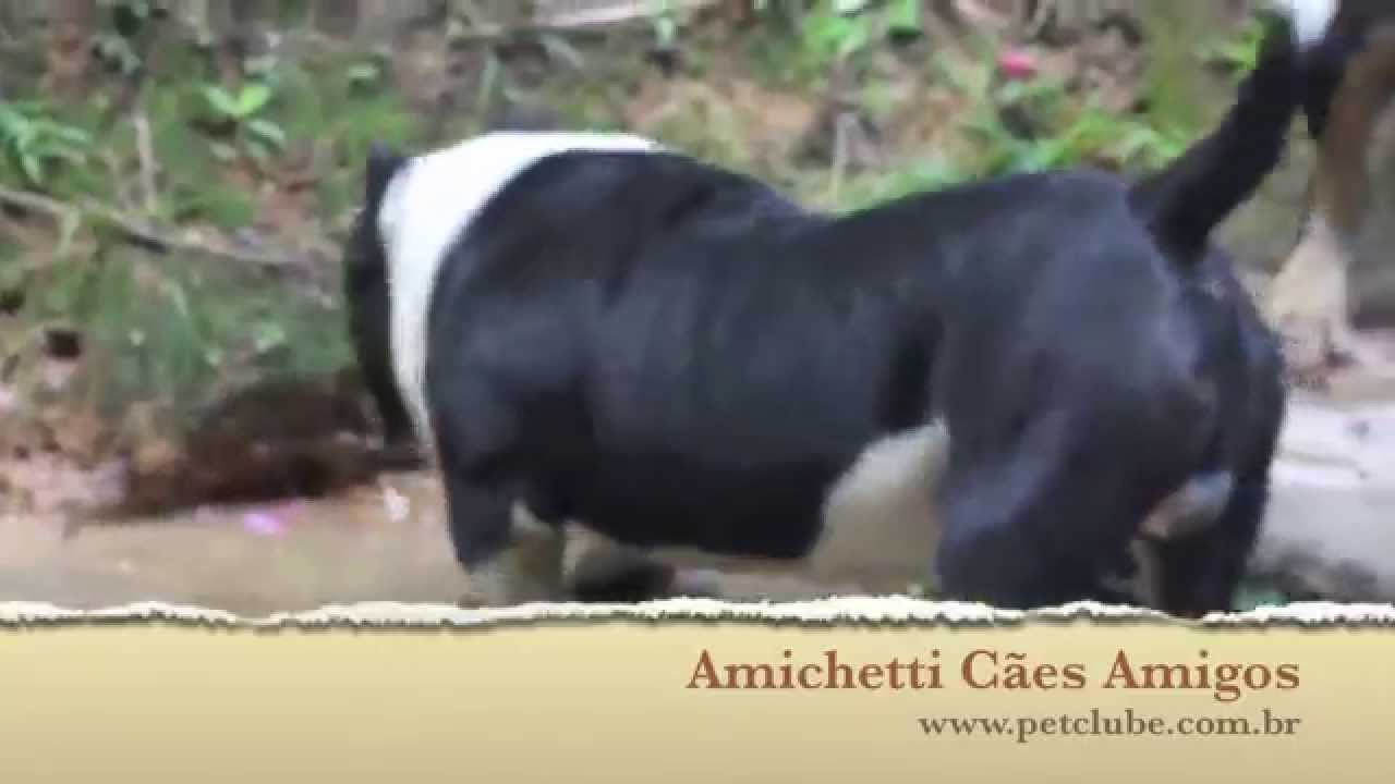 American Bully ABKC IBKC Petclube Exotic Bully Pocket bully Extreme Bully