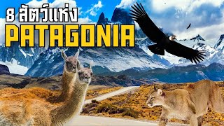8 สัตว์แห่ง Patagonia ดินแดนขอบโลก