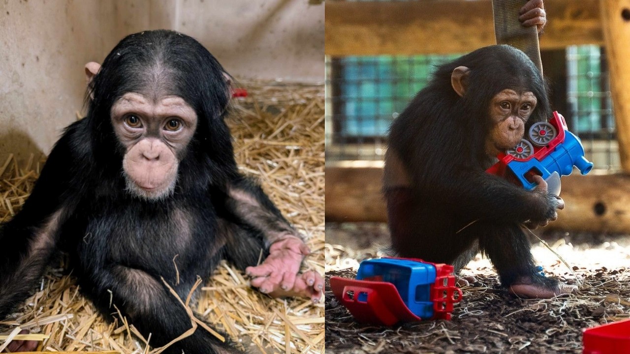 🐒 Alizeti’s Big Day! 🎉 How a Foster Mom Saved This Young Chimp’s Life