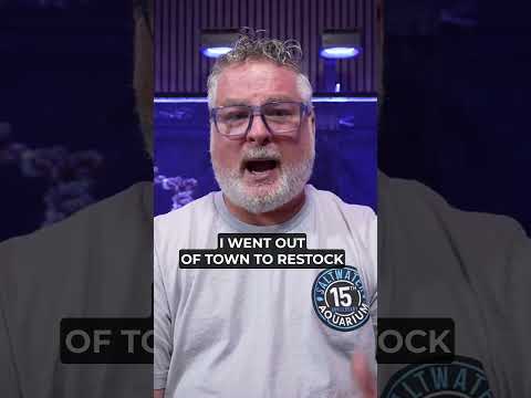 Is the Blonde Naso Tang the Ultimate Showstopper? ✨