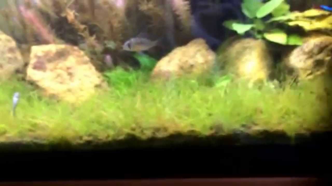 How to grow Dwarf Hairgrass. Tips and tricks. - YouTube