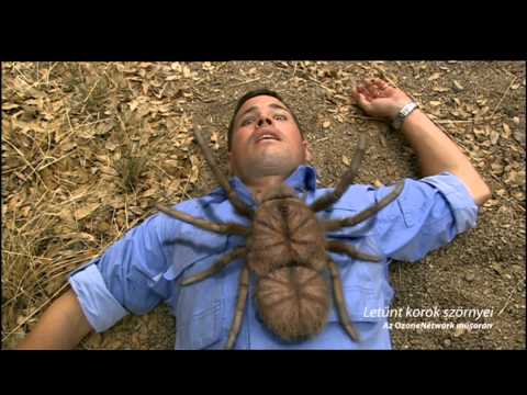 Videó: Hány Szeme Van Egy Póknak