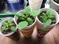 Simple Non-Circulating Hydroponic System Made from Soup Containers